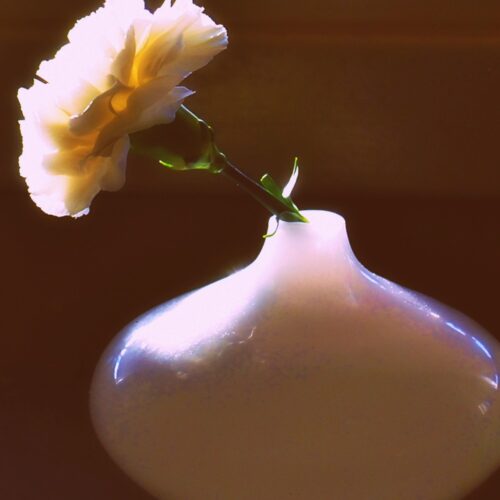Carnation