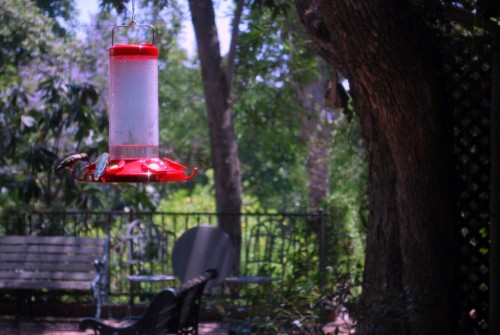 hummingbirds