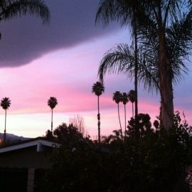 palm-dusk