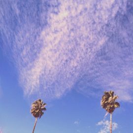 palms