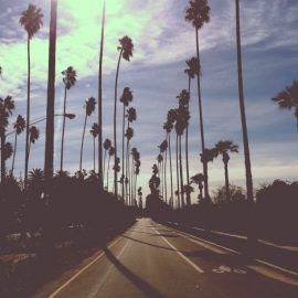 palms, ii