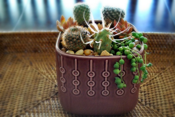 WM-plants, 1