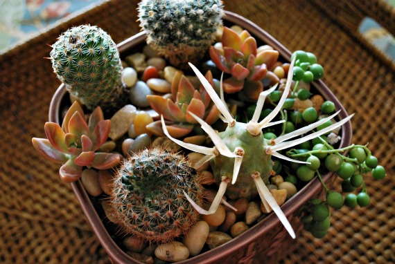 WM-plants, 10