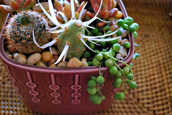 WM-plants, 11