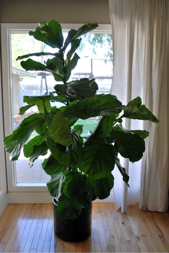 WM-plants, 8