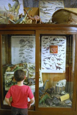 Dino Display