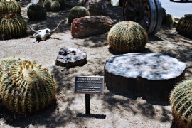 Petrified Forest