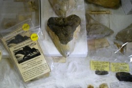 Tooth