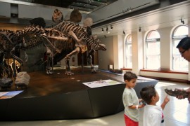 NHM, 4