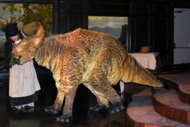 NHM, 6