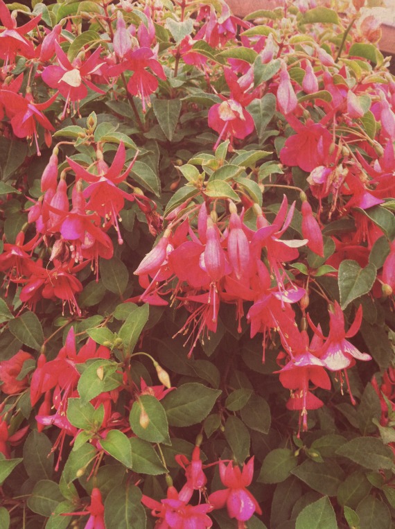 Fuscia