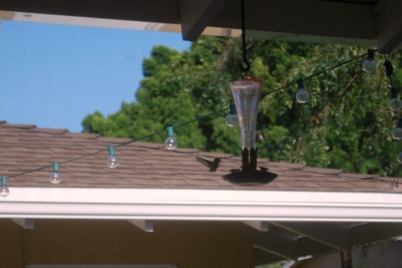 Hummingbird