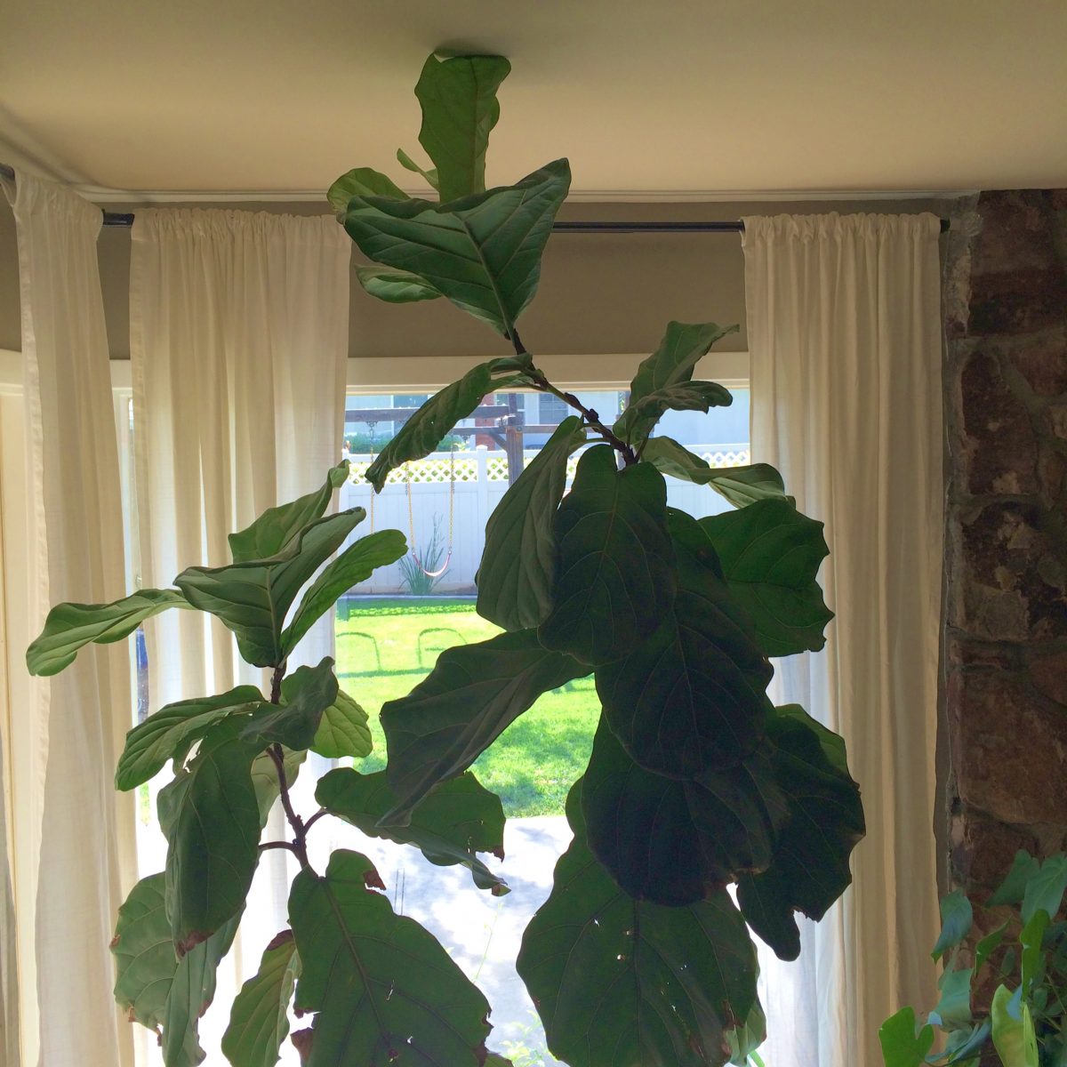 Fiddle Leaf Fig